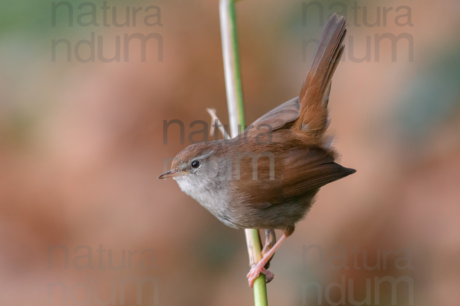 Foto di Usignolo di fiume (Cettia cetti)