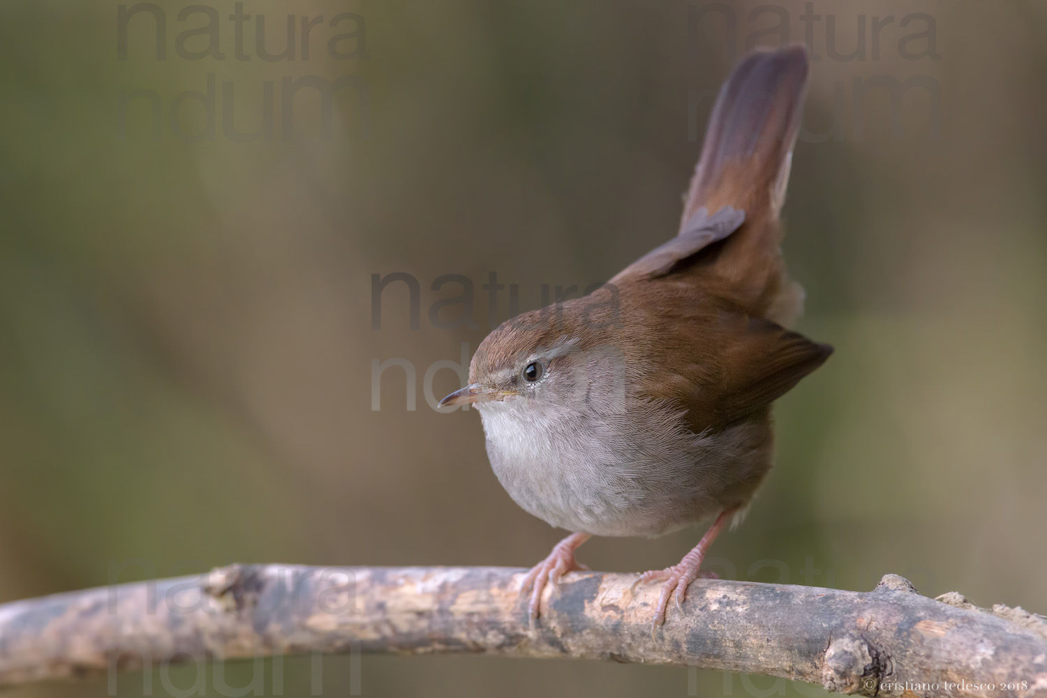 Photos of Cetti's Warbler (Cettia cetti)