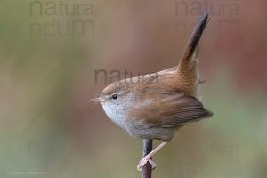 Photos of Cetti's Warbler (Cettia cetti)