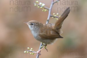 Photos of Cetti's Warbler (Cettia cetti)