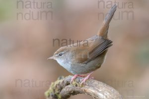 Photos of Cetti's Warbler (Cettia cetti)