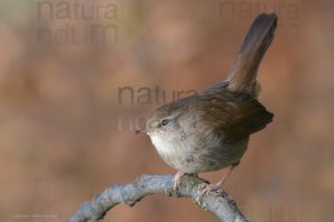 Photos of Cetti's Warbler (Cettia cetti)