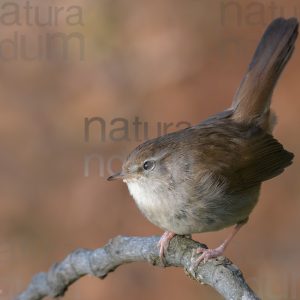 Photos of Cetti's Warbler (Cettia cetti)