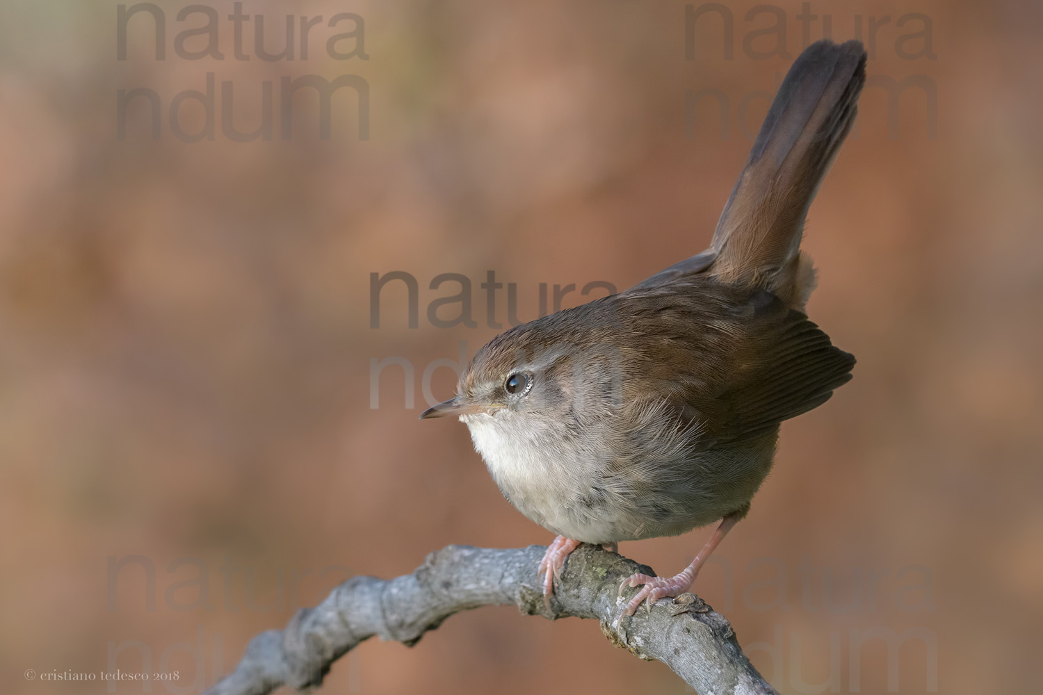 Photos of Cetti's Warbler (Cettia cetti)