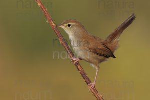 Photos of Cetti's Warbler (Cettia cetti)