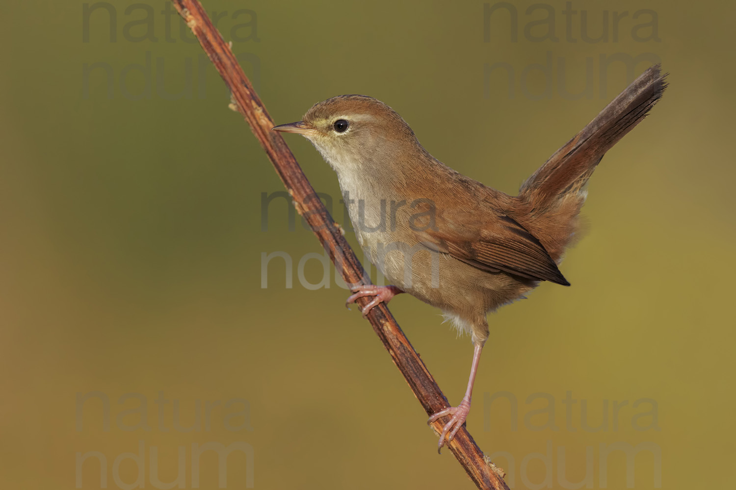 Photos of Cetti's Warbler (Cettia cetti)