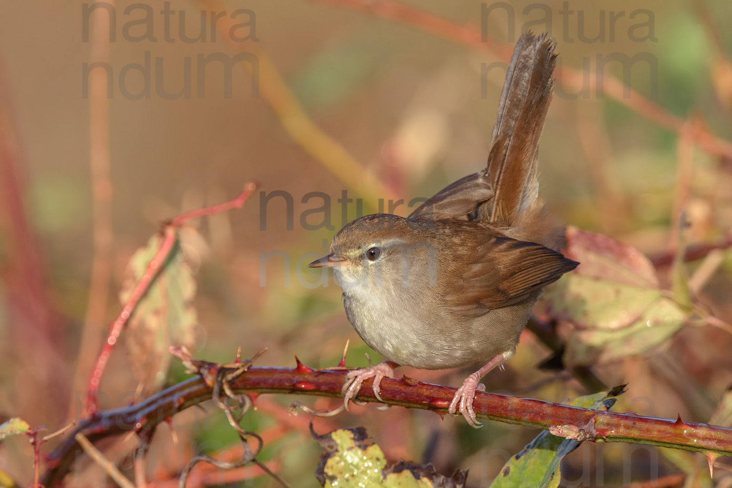 Photos of Cetti's Warbler (Cettia cetti)