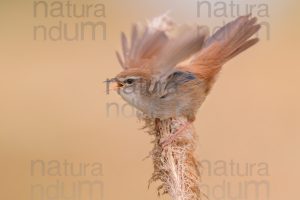 Photos of Cetti's Warbler (Cettia cetti)