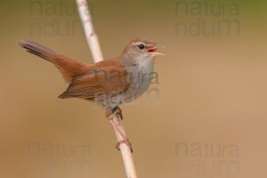 Photos of Cetti's Warbler (Cettia cetti)