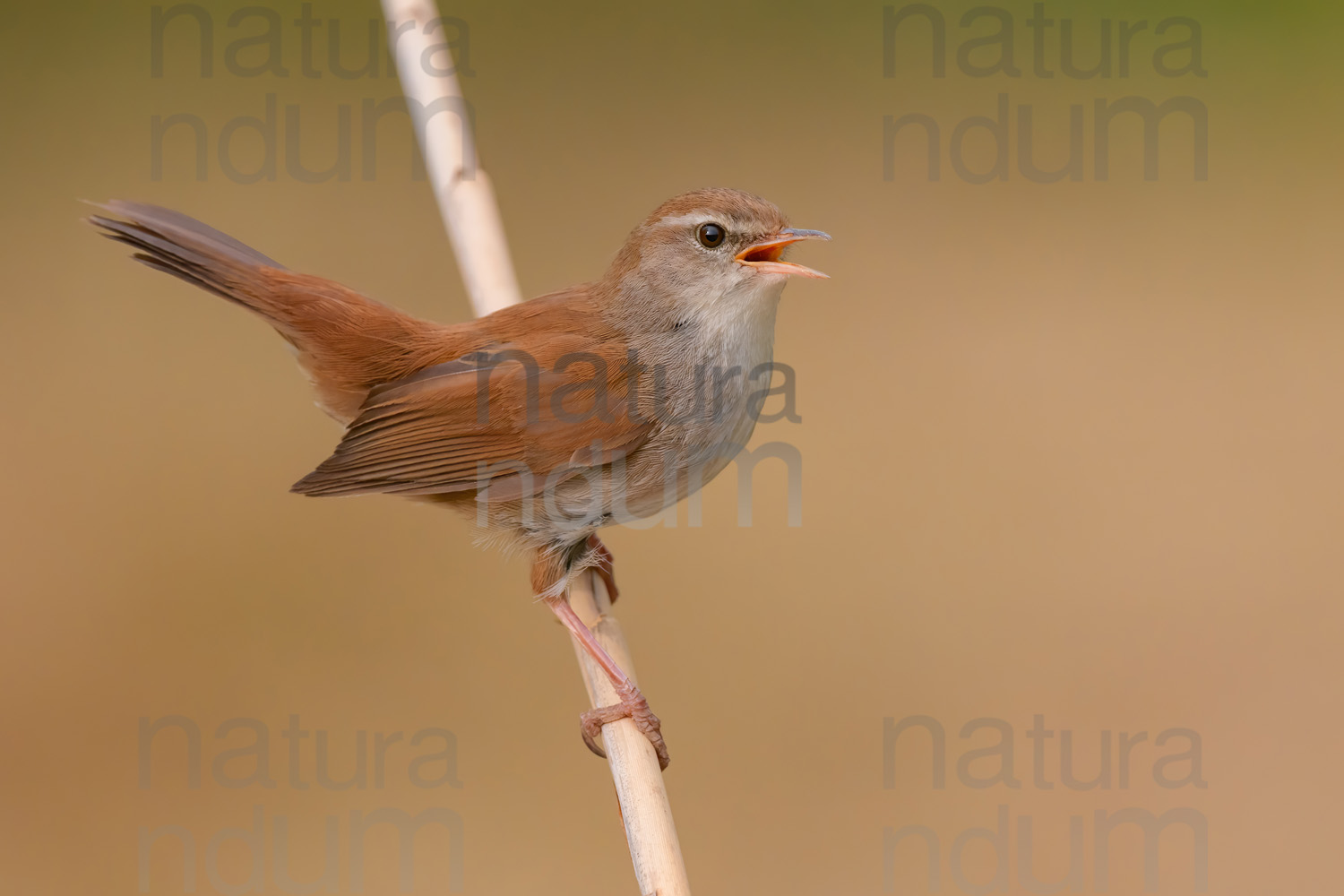 Photos of Cetti's Warbler (Cettia cetti)