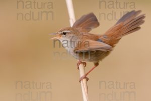 Photos of Cetti's Warbler (Cettia cetti)