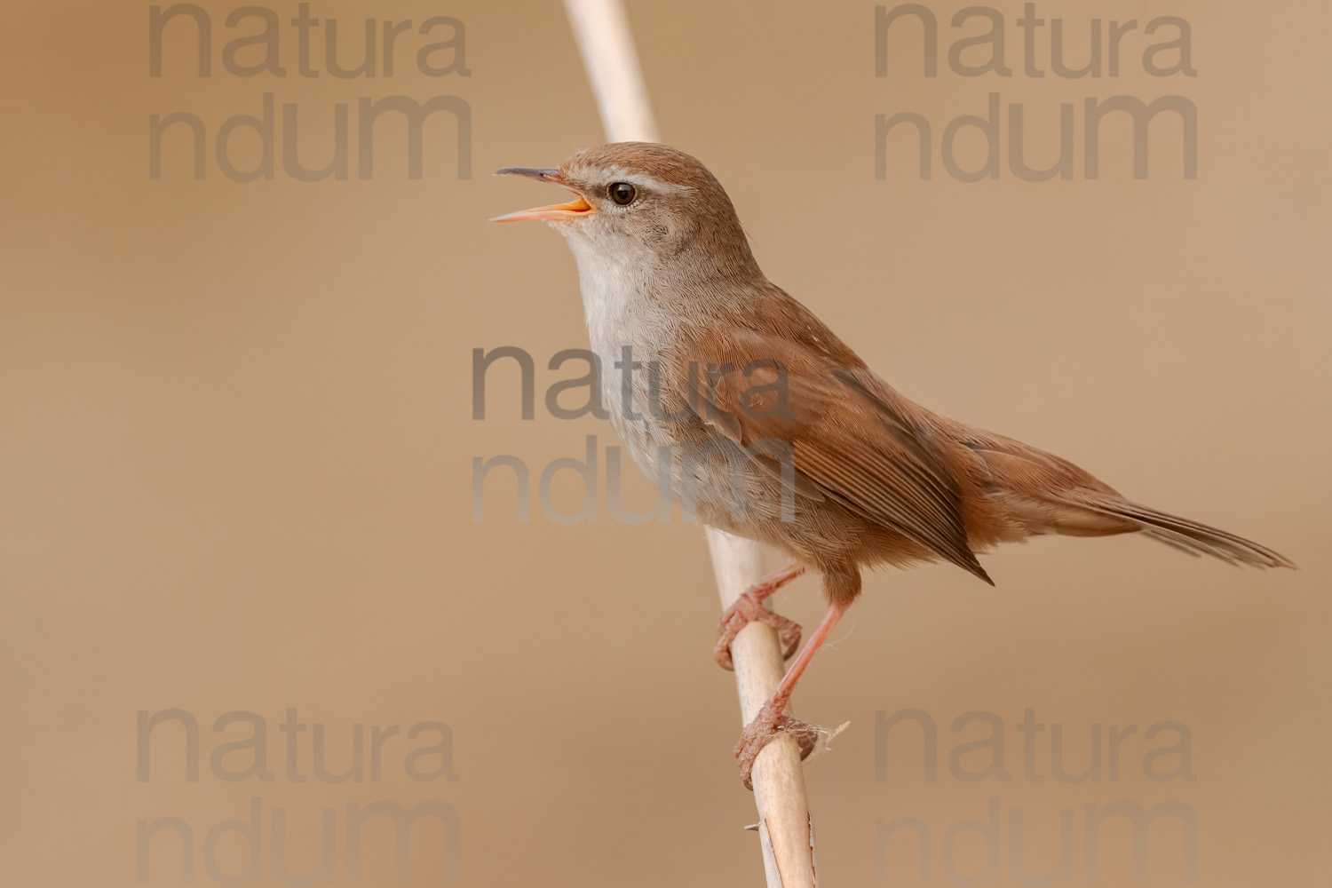 Photos of Cetti's Warbler (Cettia cetti)