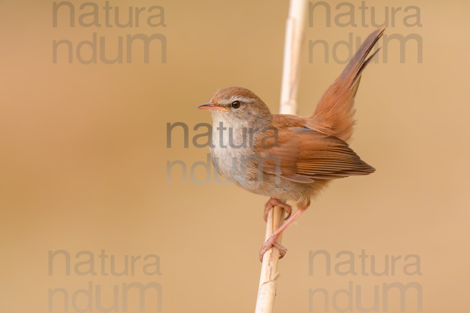 Photos of Cetti's Warbler (Cettia cetti)