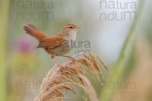 Foto di Usignolo di fiume (Cettia cetti)