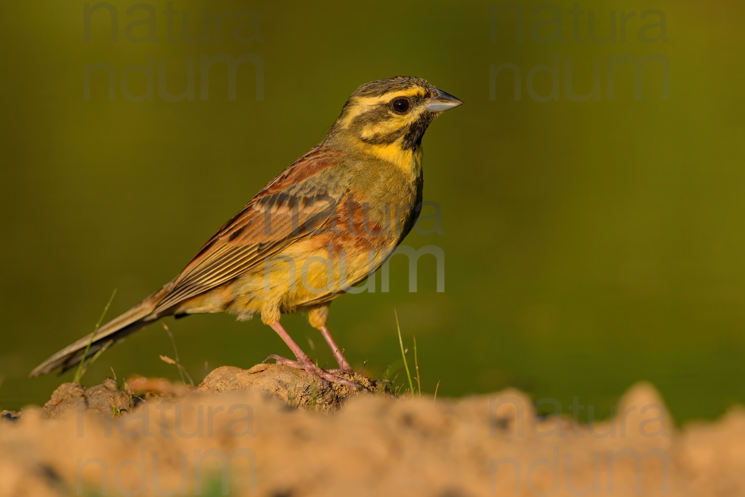 Photos of Cirl Bunting (Emberiza cirlus)