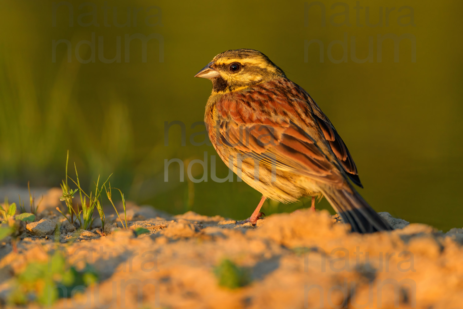 Foto di Zigolo nero (Emberiza cirlus)