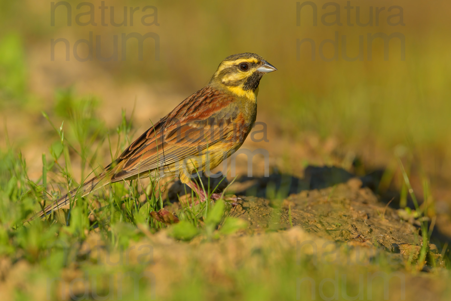 Photos of Cirl Bunting (Emberiza cirlus)