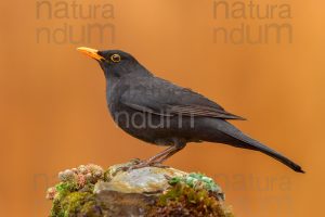 Foto di Merlo (Turdus merula)