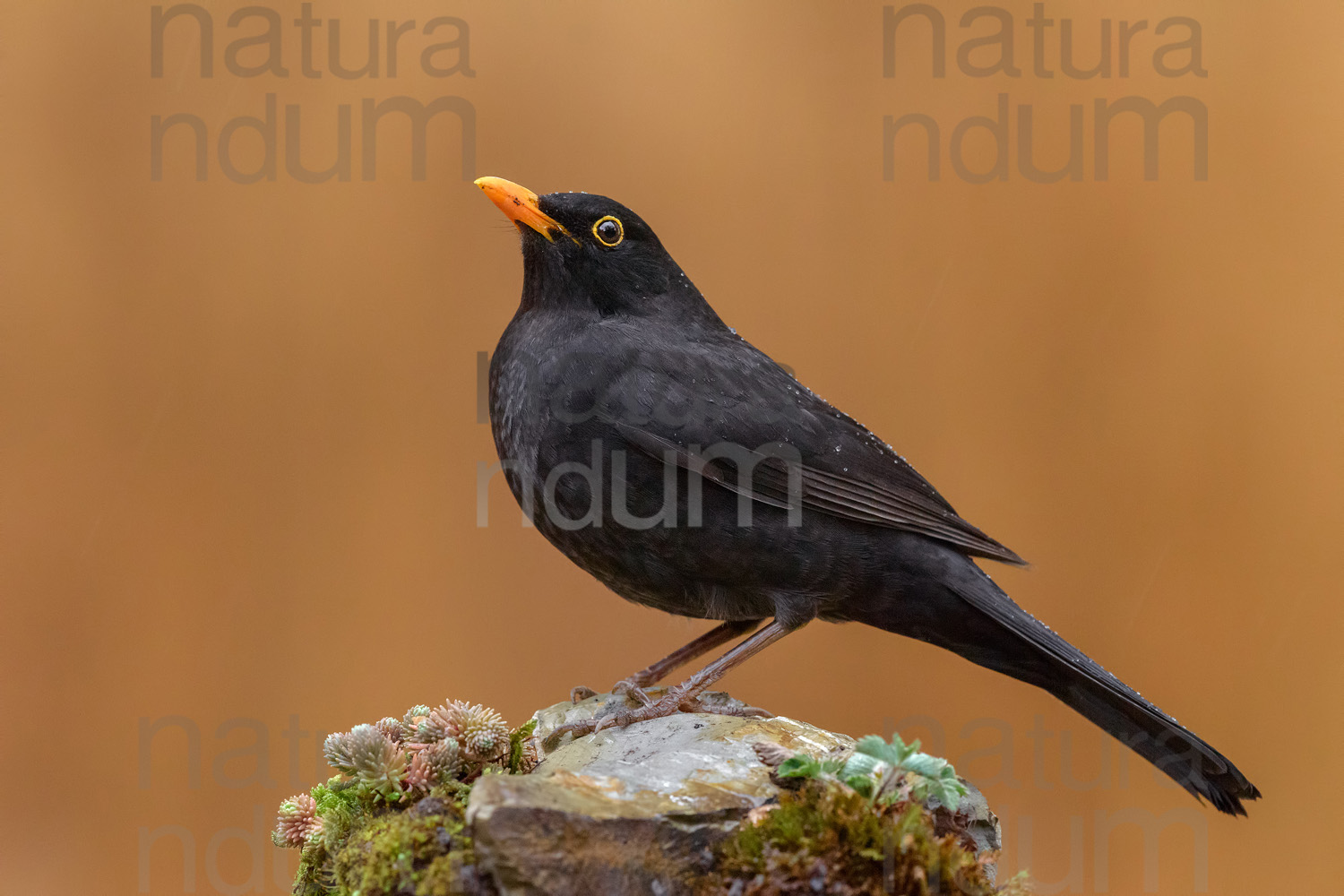 Foto di Merlo (Turdus merula)