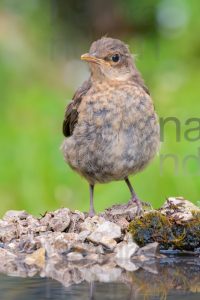 Photos of Common Blackbird (Turdus merula)