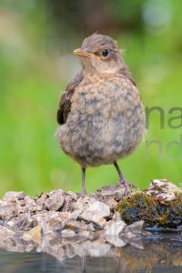 Foto di Merlo (Turdus merula)