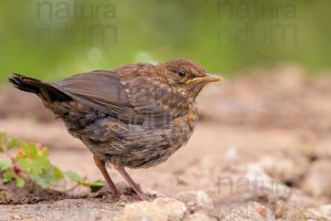 Foto di Merlo (Turdus merula)