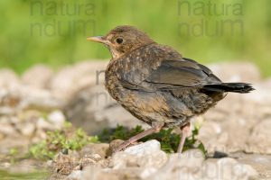 Foto di Merlo (Turdus merula)