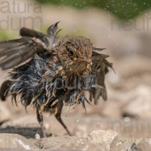 Photos of Common Blackbird (Turdus merula)
