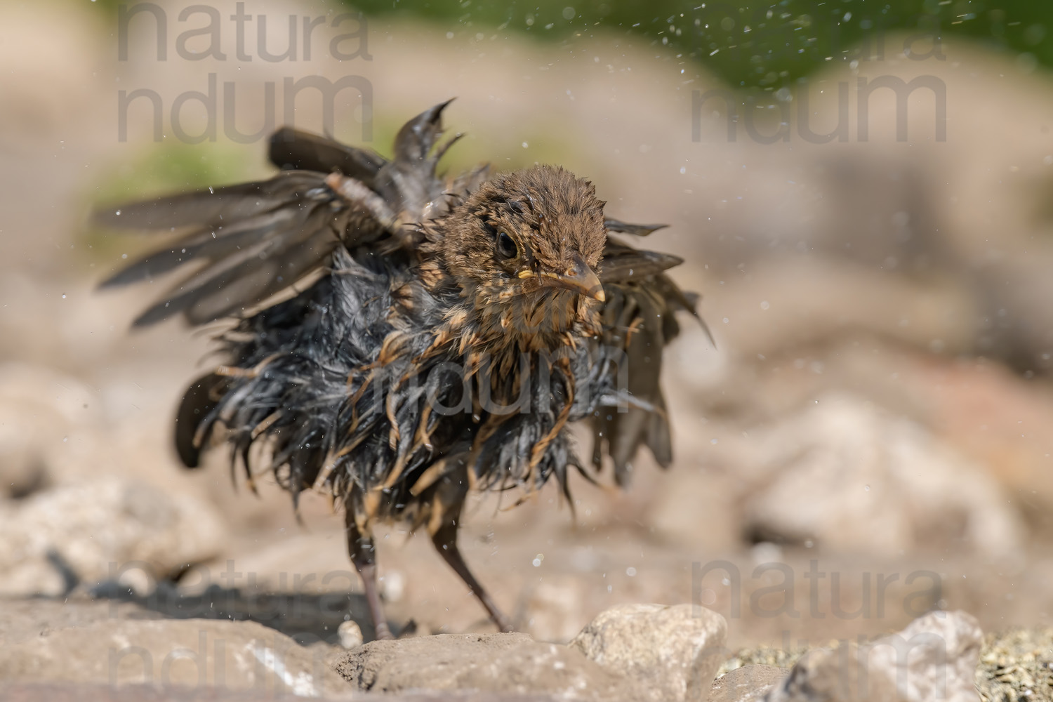 Photos of Common Blackbird (Turdus merula)