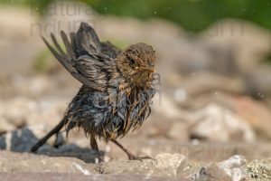 Foto di Merlo (Turdus merula)