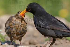 Photos of Common Blackbird (Turdus merula)