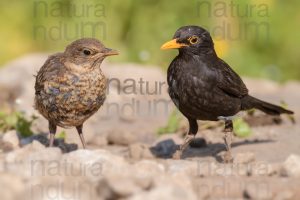 Foto di Merlo (Turdus merula)