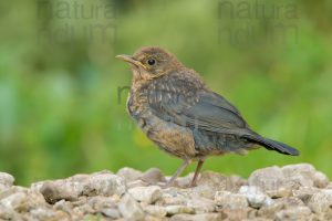 Foto di Merlo (Turdus merula)