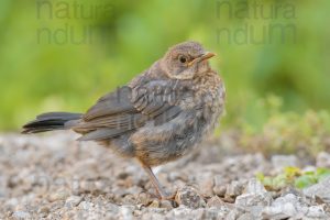 Photos of Common Blackbird (Turdus merula)