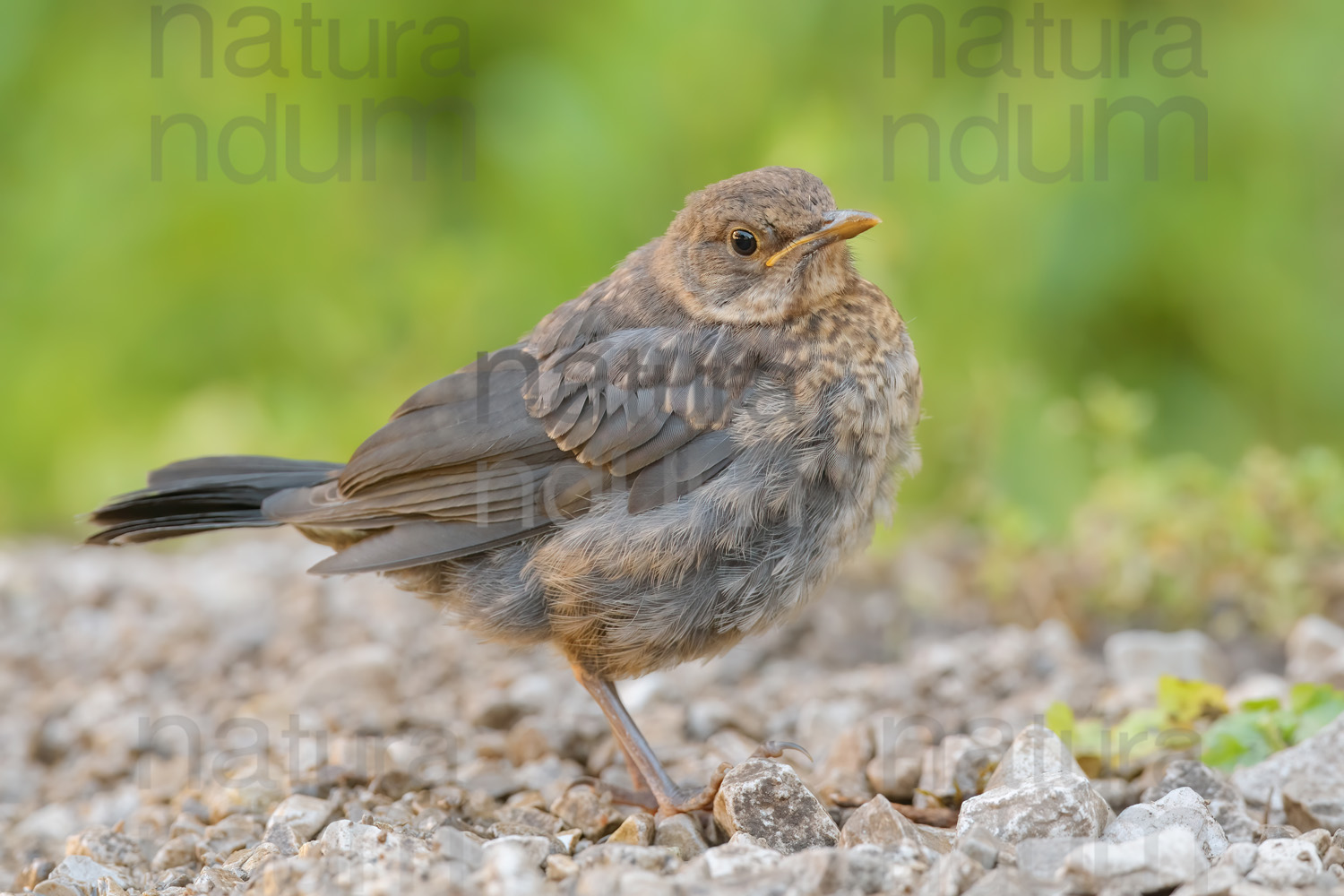 Foto di Merlo (Turdus merula)