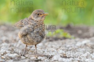 Foto di Merlo (Turdus merula)