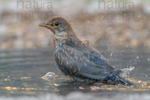 Foto di Merlo (Turdus merula)