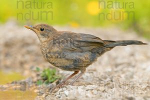 Foto di Merlo (Turdus merula)