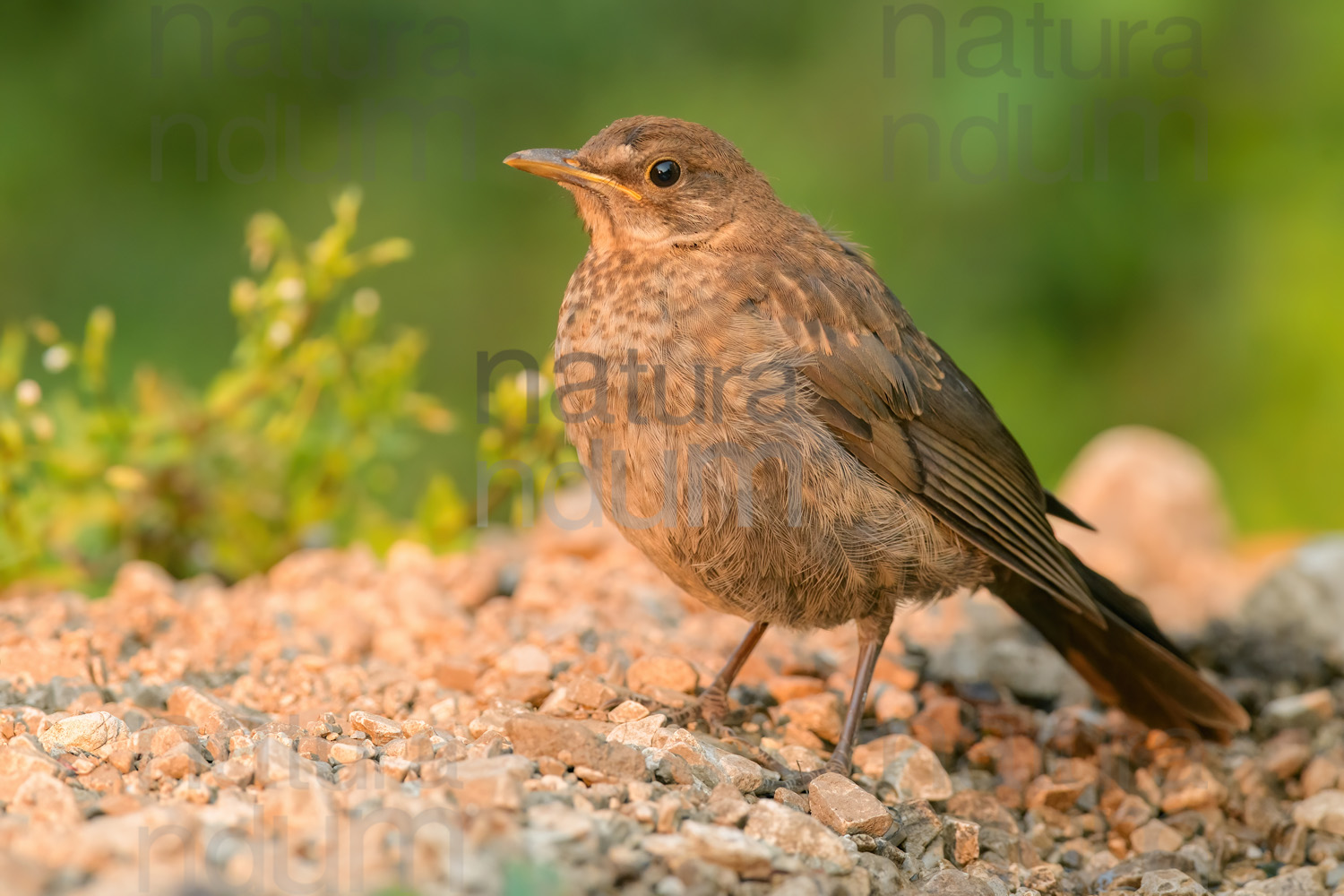 Foto di Merlo (Turdus merula)