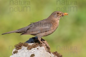 Photos of Common Blackbird (Turdus merula)