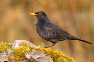 Foto di Merlo (Turdus merula)