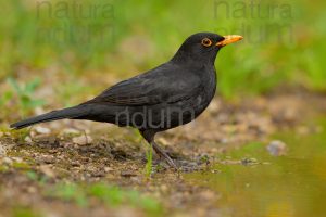 Foto di Merlo (Turdus merula)