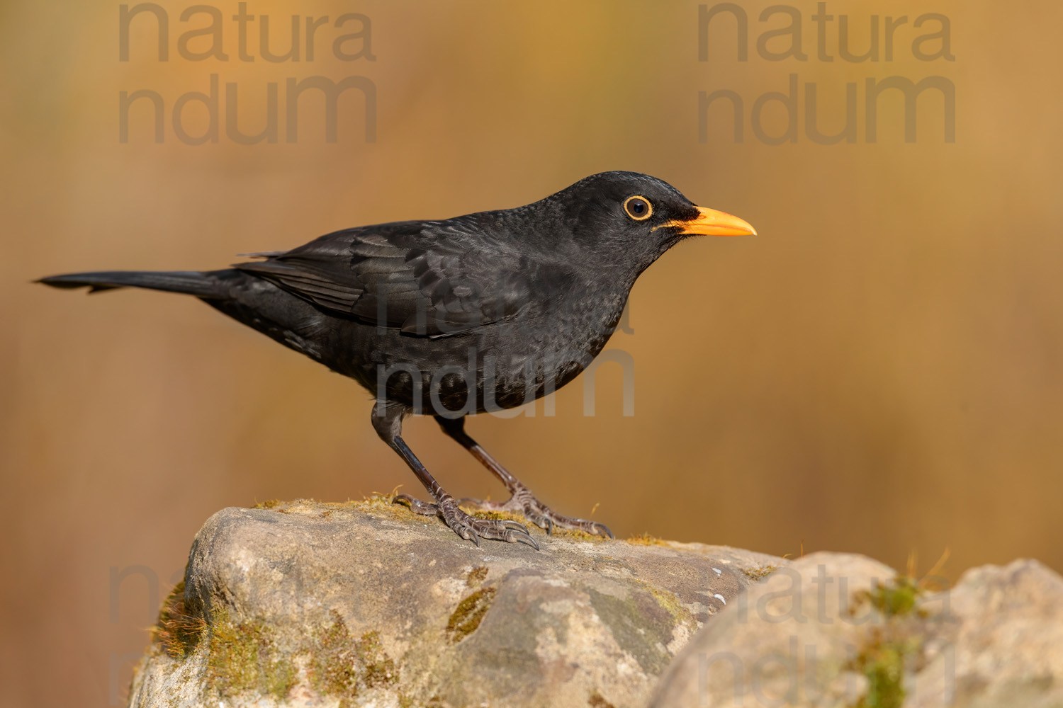 Foto di Merlo (Turdus merula)