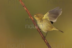 Foto di Luì piccolo (Phylloscopus collybita)