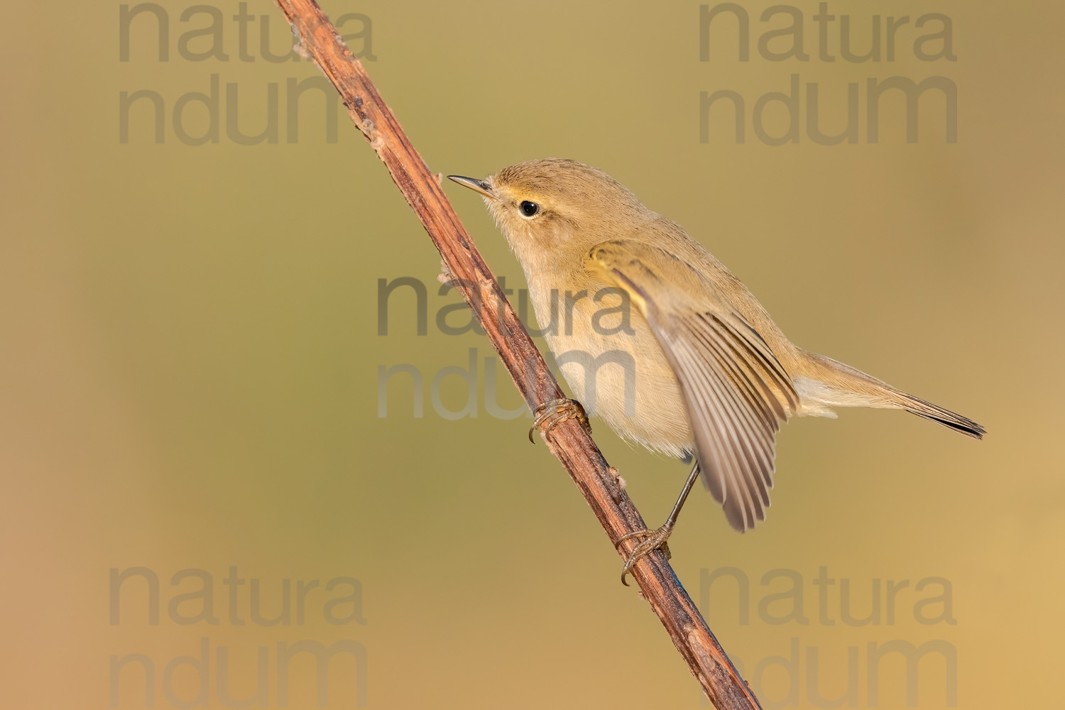 Foto di Luì piccolo (Phylloscopus collybita)