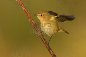 Foto di Luì piccolo (Phylloscopus collybita)