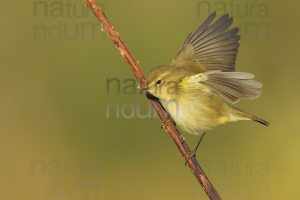 Photos of Common Chiffchaff (Phylloscopus collybita)