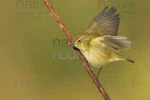 Foto di Luì piccolo (Phylloscopus collybita)