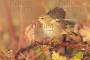 Foto di Luì piccolo (Phylloscopus collybita)