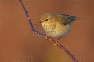 Foto di Luì piccolo (Phylloscopus collybita)